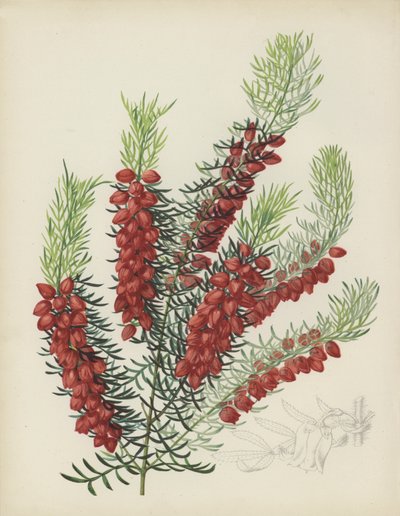 Boronia Elatior de English School